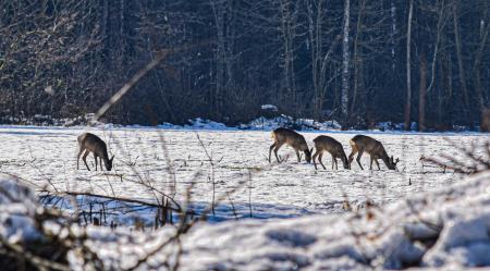2 FEBRUAR Neža Papič -Šenčur